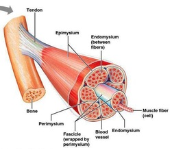 musclefibres seperated by fascia